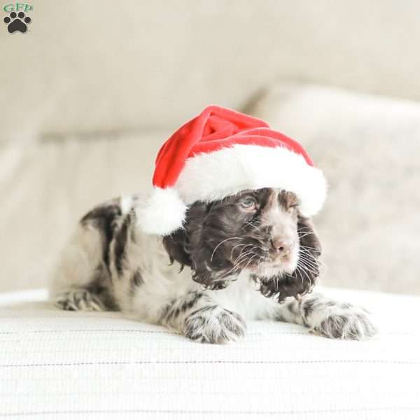 Miles, Cocker Spaniel Puppy