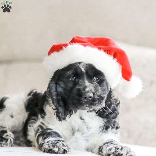 Mona, Cocker Spaniel Puppy