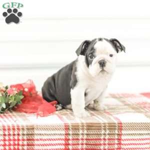 Rose, English Bulldog Puppy