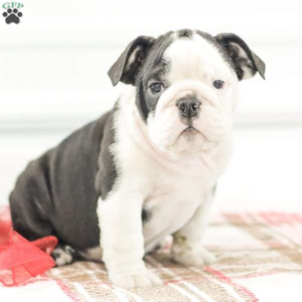 Rose, English Bulldog Puppy