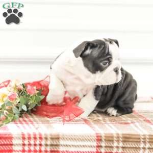 Rose, English Bulldog Puppy