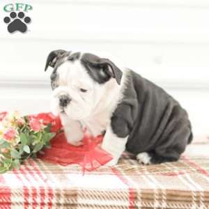 Rose, English Bulldog Puppy