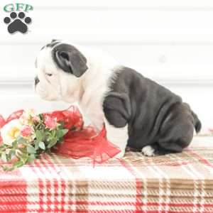 Rose, English Bulldog Puppy