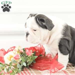 Rose, English Bulldog Puppy
