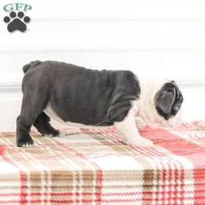 Rose, English Bulldog Puppy