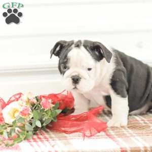 Rose, English Bulldog Puppy