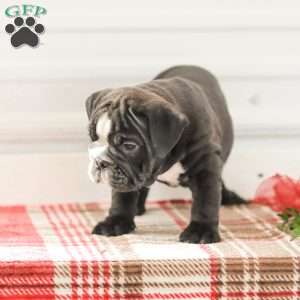 Randy, English Bulldog Puppy