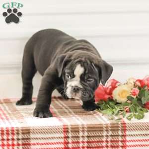 Randy, English Bulldog Puppy