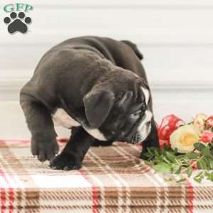 Randy, English Bulldog Puppy