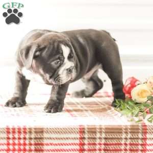 Randy, English Bulldog Puppy