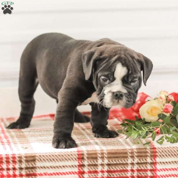 Randy, English Bulldog Puppy
