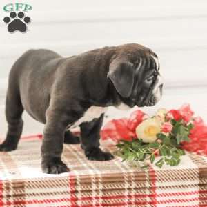 Randy, English Bulldog Puppy