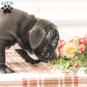 Randy, English Bulldog Puppy