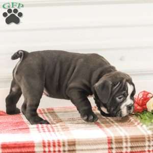 Randy, English Bulldog Puppy