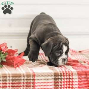 Randy, English Bulldog Puppy
