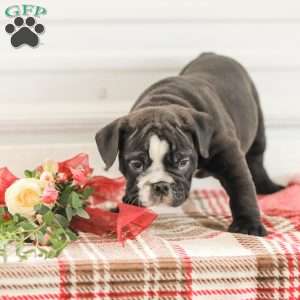 Randy, English Bulldog Puppy