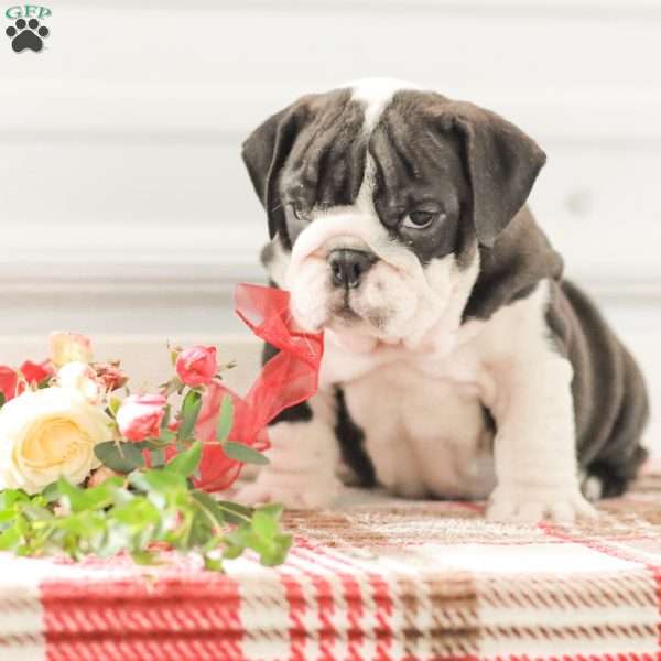 Rex, English Bulldog Puppy