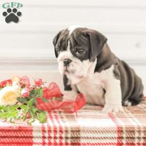 Rex, English Bulldog Puppy
