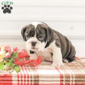 Rex, English Bulldog Puppy