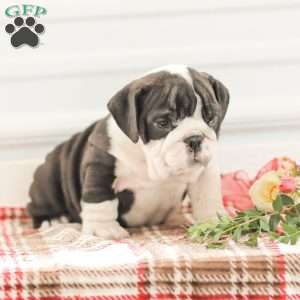 Rex, English Bulldog Puppy