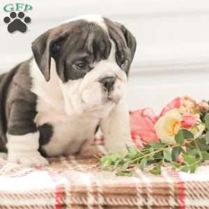 Rex, English Bulldog Puppy