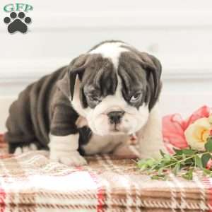 Rex, English Bulldog Puppy