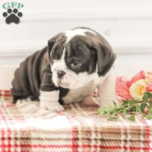 Rex, English Bulldog Puppy