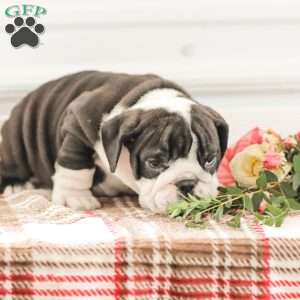 Rex, English Bulldog Puppy