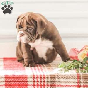 Rhoda, English Bulldog Puppy