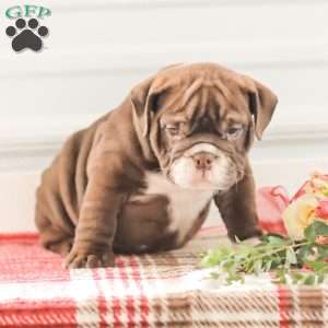 Rhoda, English Bulldog Puppy