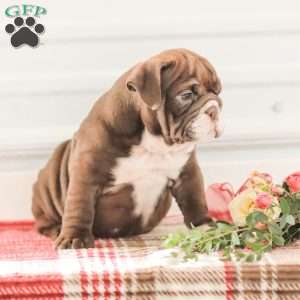 Rhoda, English Bulldog Puppy