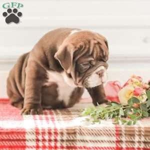 Rhoda, English Bulldog Puppy