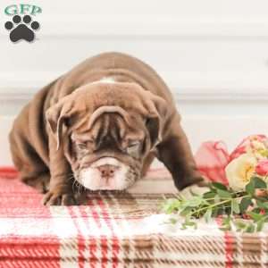 Rhoda, English Bulldog Puppy