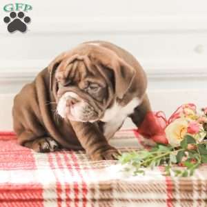 Rhoda, English Bulldog Puppy