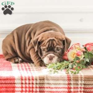 Rhoda, English Bulldog Puppy