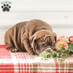 Rhoda, English Bulldog Puppy