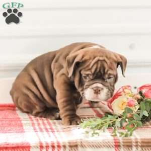 Rhoda, English Bulldog Puppy