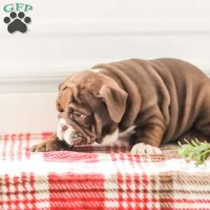 Rhoda, English Bulldog Puppy