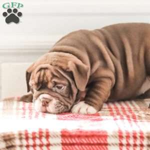 Rhoda, English Bulldog Puppy