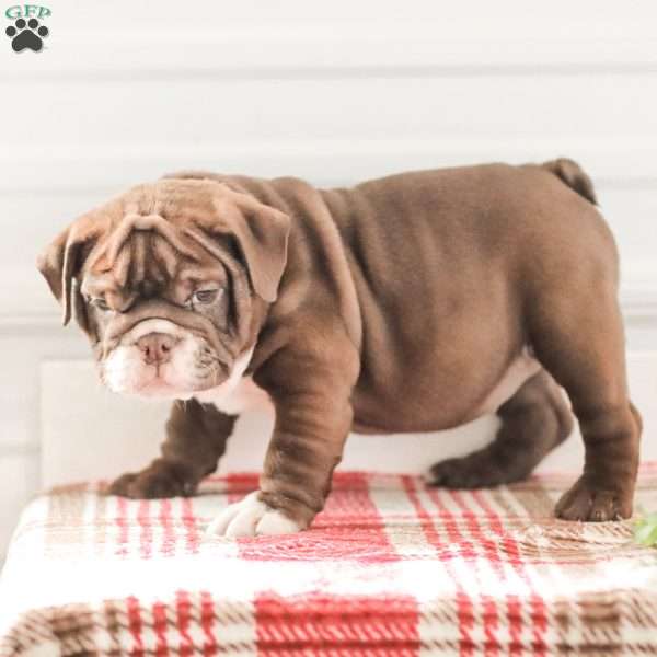 Rhoda, English Bulldog Puppy