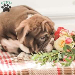 Rhoda, English Bulldog Puppy