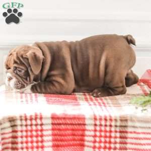 Rhoda, English Bulldog Puppy