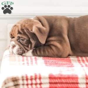 Rhoda, English Bulldog Puppy