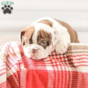 Reba, English Bulldog Puppy