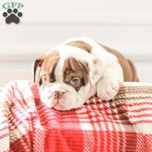 Reba, English Bulldog Puppy