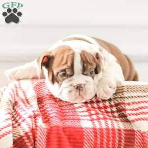 Reba, English Bulldog Puppy