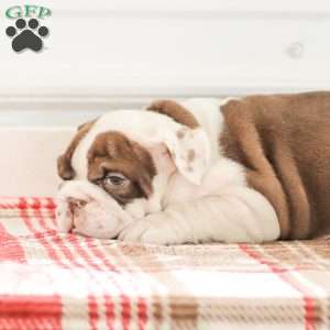 Reba, English Bulldog Puppy