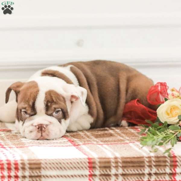Reba, English Bulldog Puppy