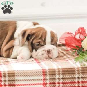 Reba, English Bulldog Puppy