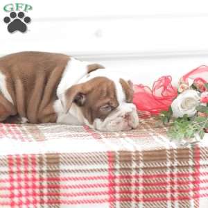 Reba, English Bulldog Puppy